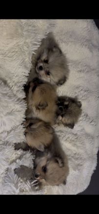 Reinrassige Pomeranian zwergspitz Welpen abzugeben