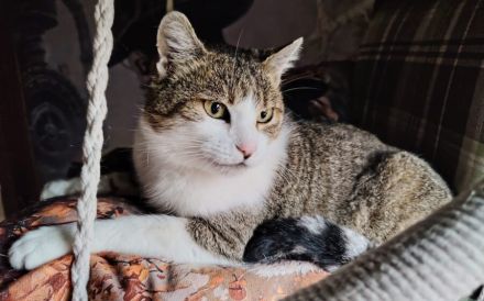 Missy - zuckersüß & unkompliziert!