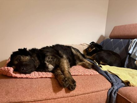 Bea in 81247 München sucht ihr Für-immer-Zuhause