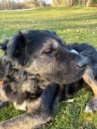 Bea in 81247 München sucht ihr Für-immer-Zuhause