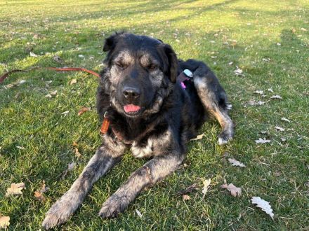 Bea in 81247 München sucht ihr Für-immer-Zuhause