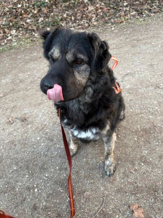 Bea in 81247 München sucht ihr Für-immer-Zuhause