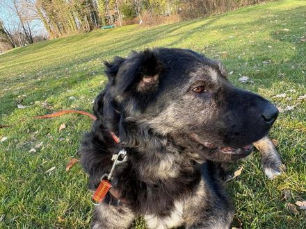 Bea in 81247 München sucht ihr Für-immer-Zuhause