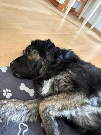 Bea in 81247 München sucht ihr Für-immer-Zuhause