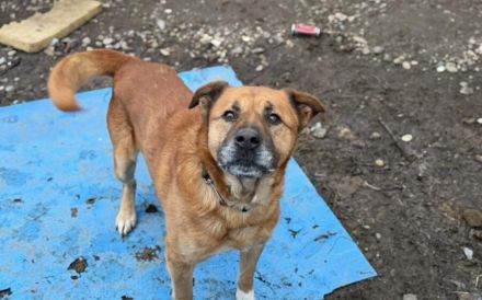 Unsicherer Mimmo sucht Geduld und Liebe