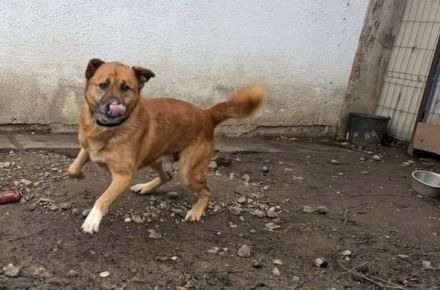 Unsicherer Mimmo sucht Geduld und Liebe