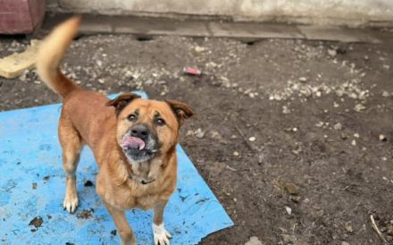 Unsicherer Mimmo sucht Geduld und Liebe