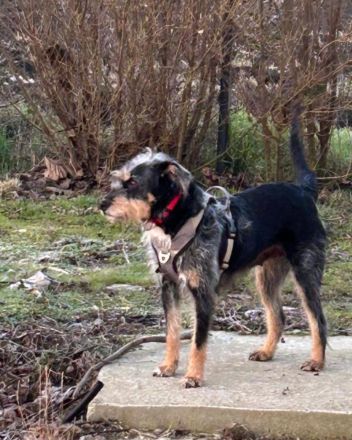 Mila eine tolle Familien Hündin