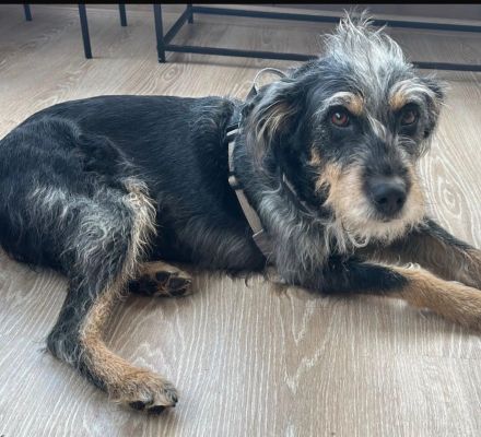 Mila eine tolle Familien Hündin