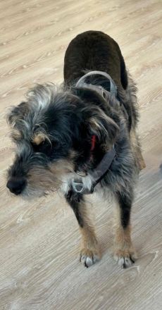 Mila eine tolle Familien Hündin