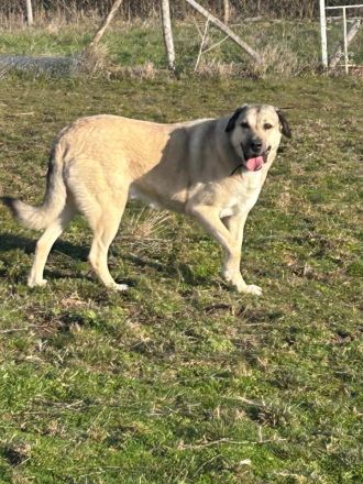 Kangal Sandra eine Seele von Hündin