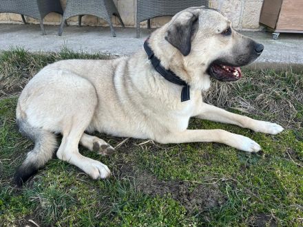 Kangal Sandra eine Seele von Hündin