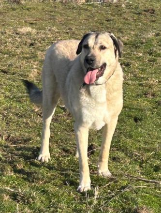 Kangal Sandra eine Seele von Hündin