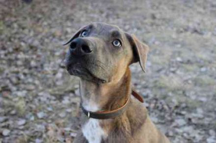 Franky, Dobermann-Malinois-Mischlingsrüde, geb. 6/2025, sucht erfahrene Besitzer