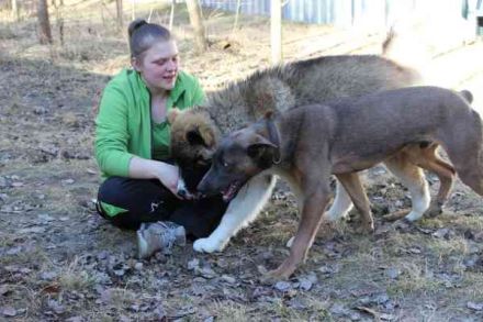 Franky, Dobermann-Malinois-Mischlingsrüde, geb. 6/2025, sucht erfahrene Besitzer