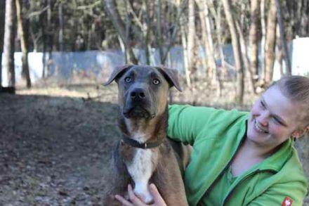 Franky, Dobermann-Malinois-Mischlingsrüde, geb. 6/2025, sucht erfahrene Besitzer