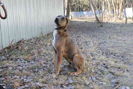 Franky, Dobermann-Malinois-Mischlingsrüde, geb. 6/2025, sucht erfahrene Besitzer