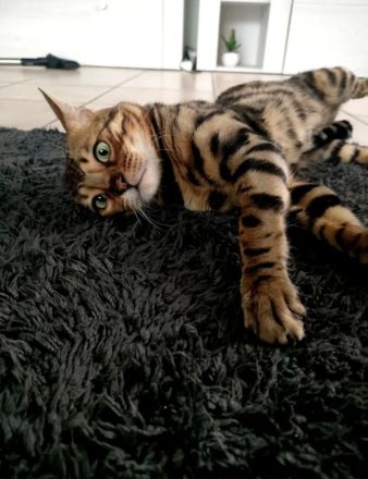 Reinrassige Bengalkitten mit Stammbaum