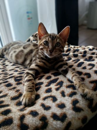 Flash Reinrassiger Bengalkaterchen mit Stammbaum