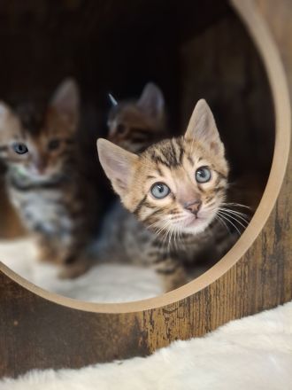 Reinrassige Bengalkitten mit Stammbaum