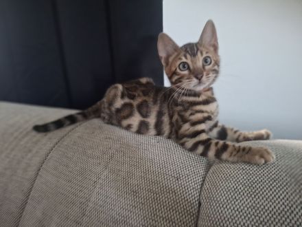 Reinrassige Bengalkitten mit Stammbaum