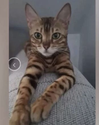 Reinrassige Bengalkitten mit Stammbaum