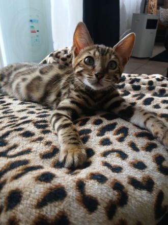 Flash Reinrassiger Bengalkaterchen mit Stammbaum