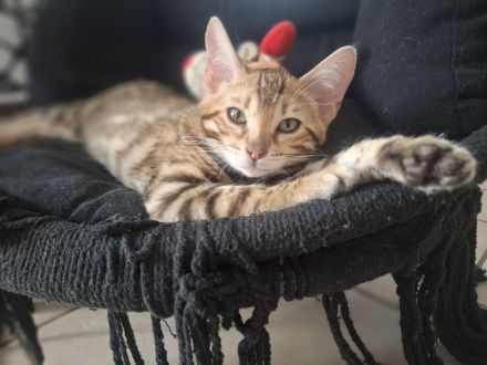 Flash Reinrassiger Bengalkaterchen mit Stammbaum