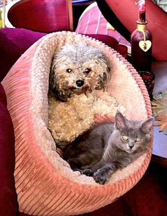 Ragdoll- und Nebelung-Mädchen