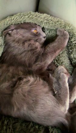 Ragdoll- und Nebelung-Mädchen