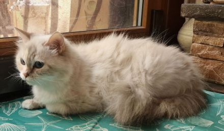 Ragdoll- und Nebelung-Mädchen