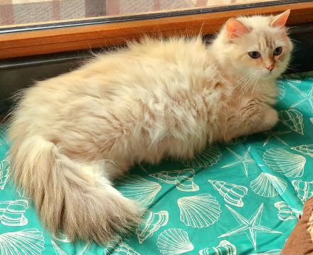 Ragdoll- und Nebelung-Mädchen