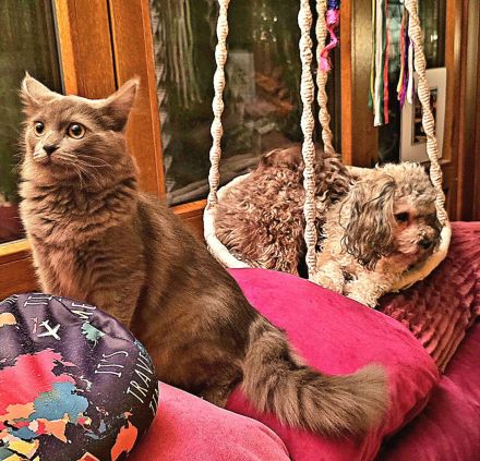 Ragdoll- und Nebelung-Mädchen