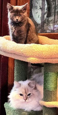 Ragdoll- und Nebelung-Mädchen