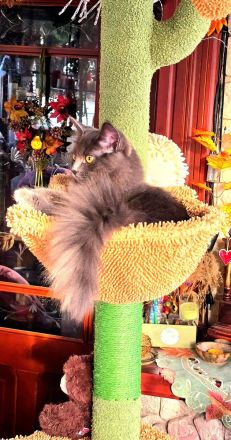 Ragdoll- und Nebelung-Mädchen