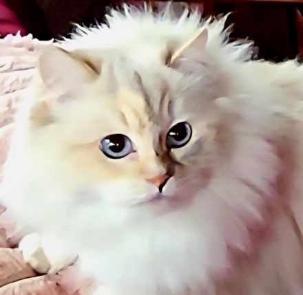 Ragdoll- und Nebelung-Mädchen