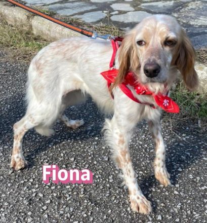 Fiona, 02/22 - zarte Seele mit großem Herzen