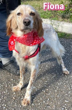 Fiona, 02/22 - zarte Seele mit großem Herzen