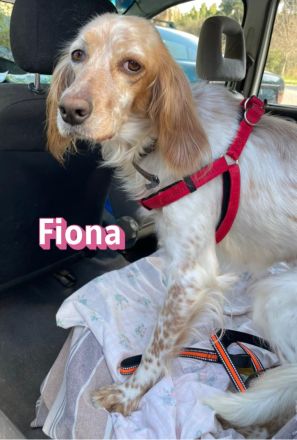 Fiona, 02/22 - zarte Seele mit großem Herzen