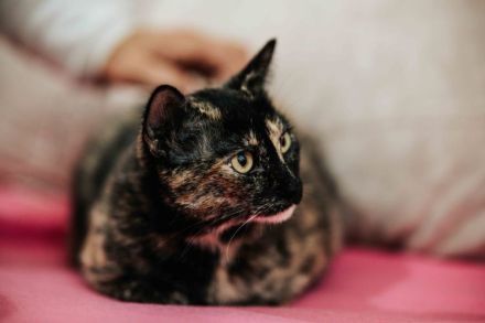 Die süße Mimi wartet auf ein Zuhause mit Katzenkumpeline(n)