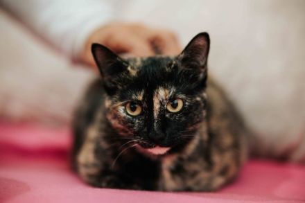 Die süße Mimi wartet auf ein Zuhause mit Katzenkumpeline(n)