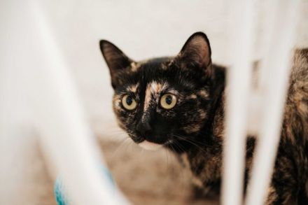 Die süße Mimi wartet auf ein Zuhause mit Katzenkumpeline(n)