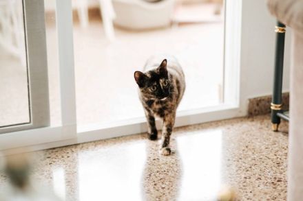 Die süße Mimi wartet auf ein Zuhause mit Katzenkumpeline(n)