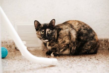 Die süße Mimi wartet auf ein Zuhause mit Katzenkumpeline(n)