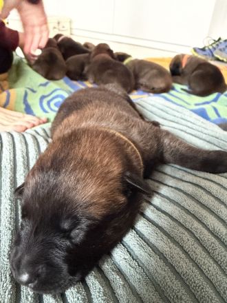 Malinois Welpen