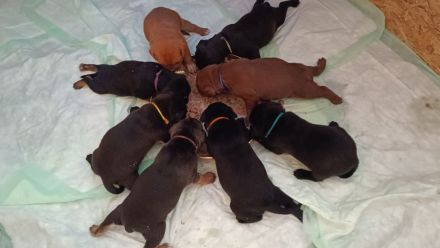 American Bully / boxer-labradormix Welpen zu verkaufen