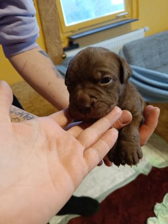 American Bully / boxer-labradormix Welpen zu verkaufen