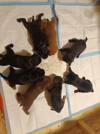 American Bully / boxer-labradormix Welpen zu verkaufen