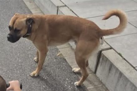 American Bully / boxer-labradormix Welpen zu verkaufen