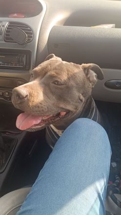 American Bully / boxer-labradormix Welpen zu verkaufen